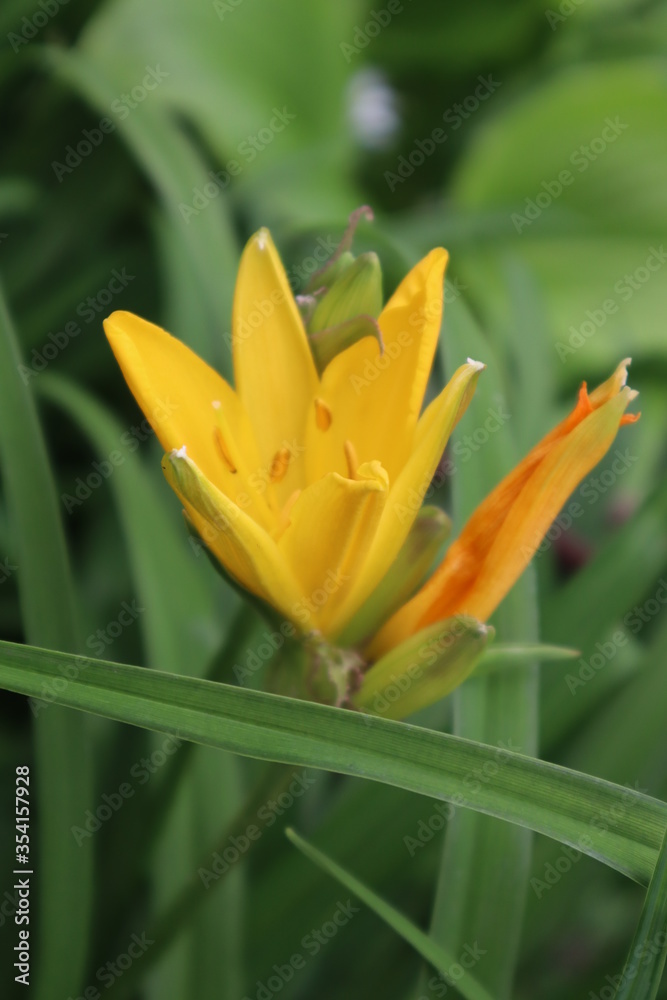 Orange lily flower in the garden