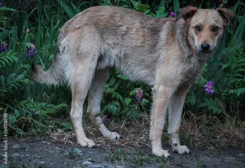 Lonely homeless kind dog, spring, flowers