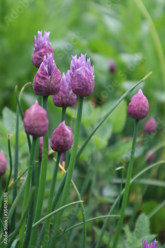 Buds of decorative onions in the meadow