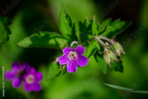 macro of purple flower in the garden 