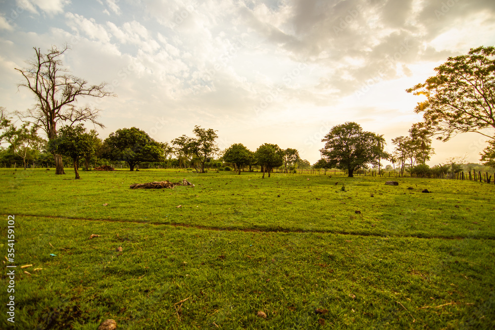 Fototapeta premium paisaje campestre