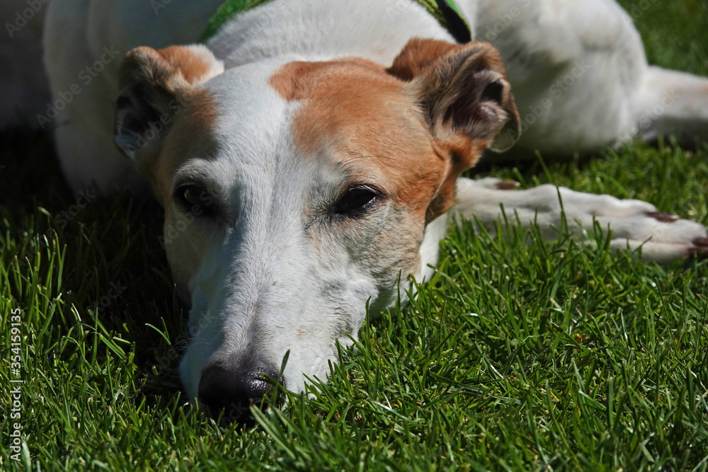 Greyhound resting on grass in the sunshine