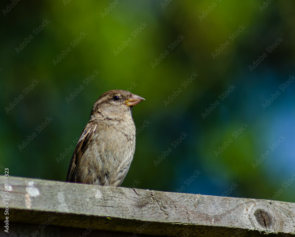 sparrow on a fence sparrow on a fence
