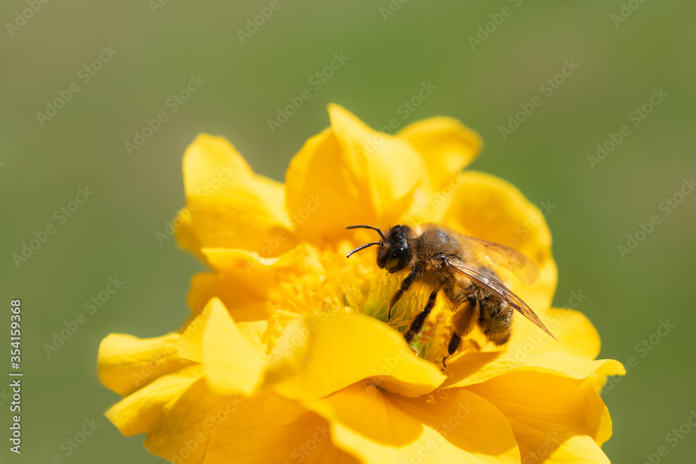 Honey bee on a yellow flower with a soft green background Honey bee on a yellow flower with a soft green background