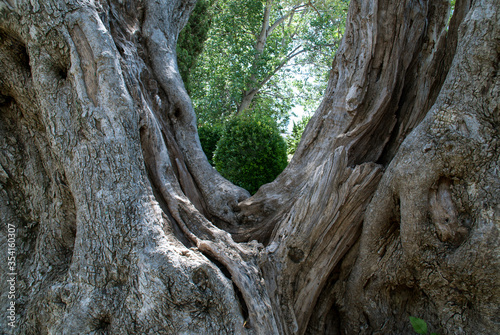 tronco de viejo olivo