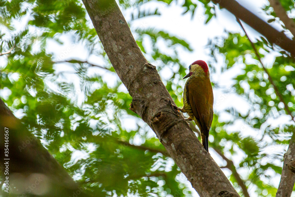 Fototapeta premium bird on a tree