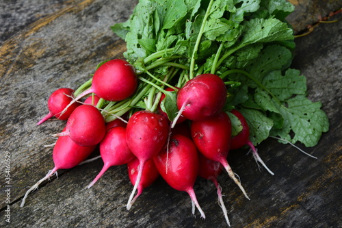 Radishes harvest in an orchard at urban garden radish plants photo