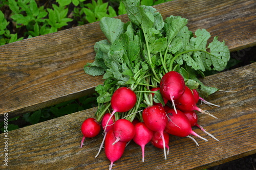 Radishes harvest in an orchard at urban garden radish plants photo