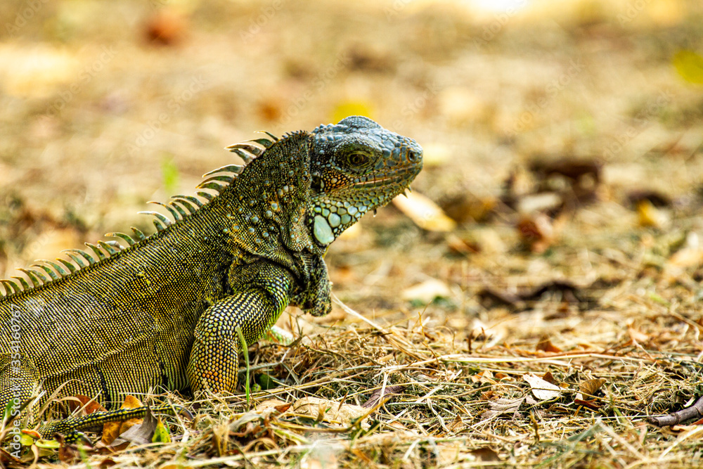 Fototapeta premium iguana on tree
