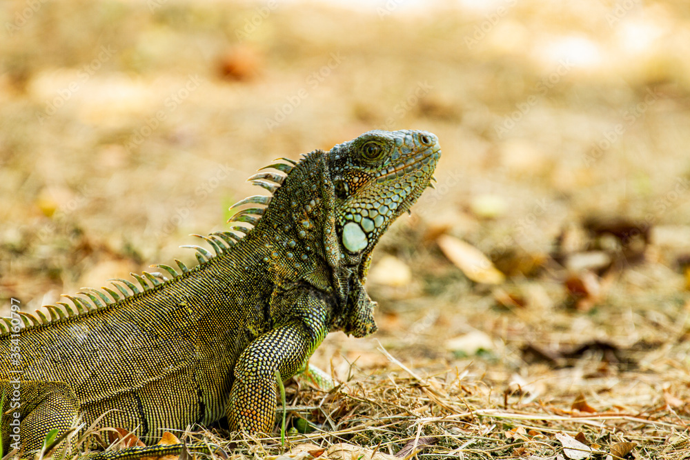 Obraz premium iguana on tree