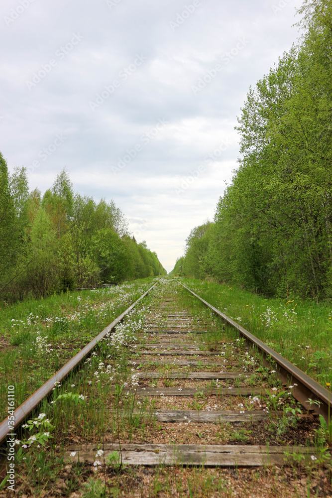 abandoned railway in the forest overgrown with small blue and white flowers