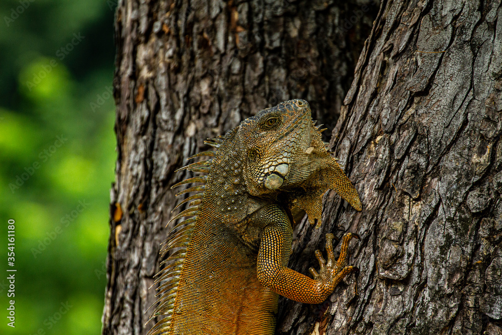 Obraz premium lizard on a tree