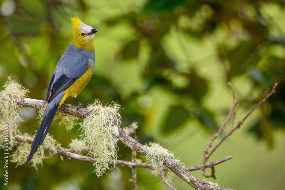 Long tailed Silky flycatcher perched on branch with lichens Long tailed Silky flycatcher perched on branch with lichens