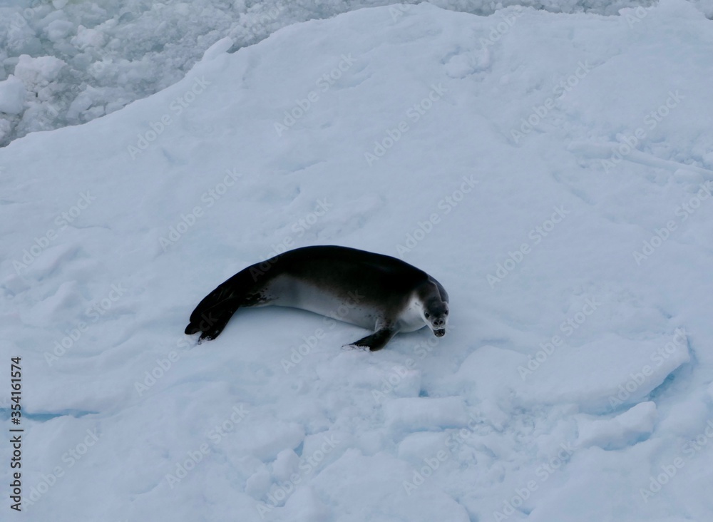 Obraz premium scared crabeater seal on ice floe in antarctic ocean, Antarctica