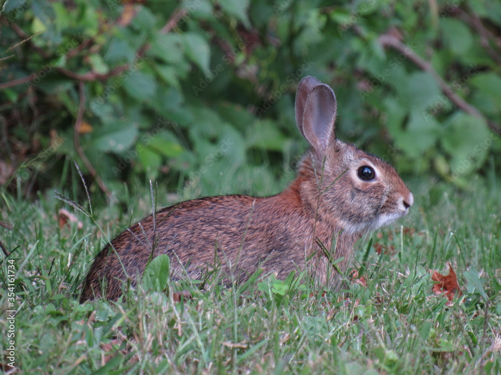 Fototapeta premium rabbit in the grass