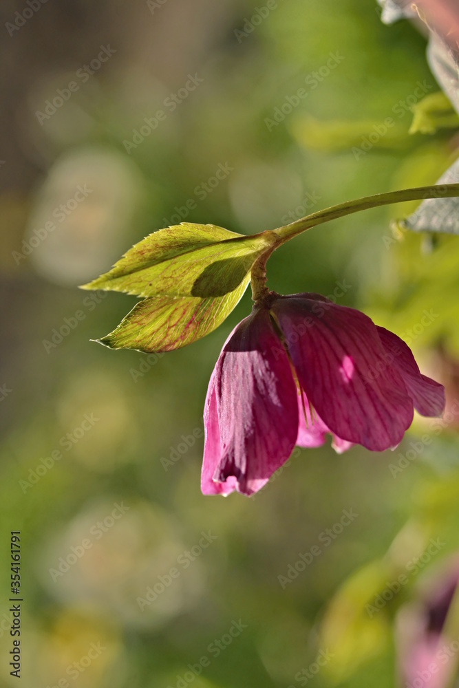 Spring time. Helleborus orientalis blooming in a garden and sunbeams. Spring time. Helleborus orientalis blooming in a garden and sunbeams.