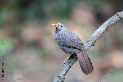 Jungle Babbler or Turdoides Striata with a worm in Thattekkad, Kerala, India photo