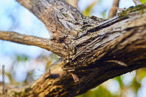 Bark Tree Trunk Detail