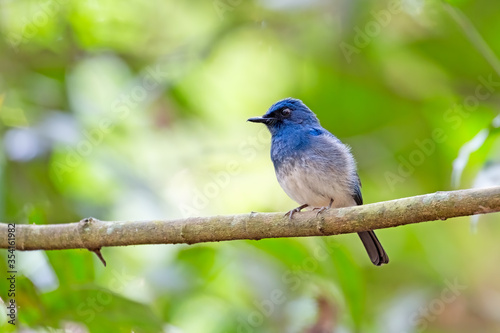 A male White-bellied blue flycatcher or Cyornis pallipes in the reserved forest in Thattekkad, Kerala, India
