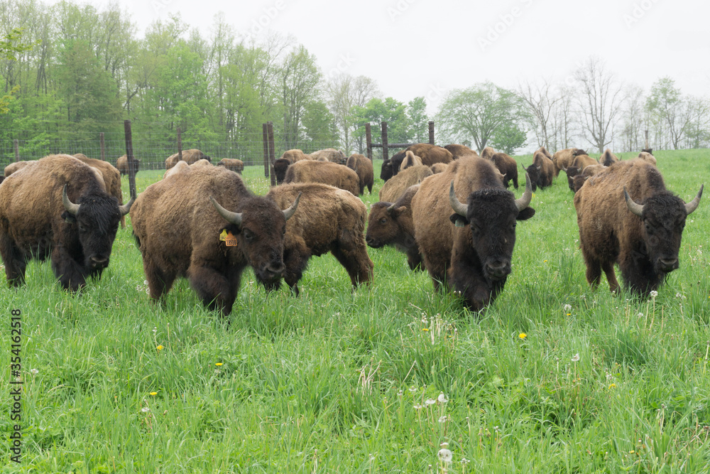 american bison grazing