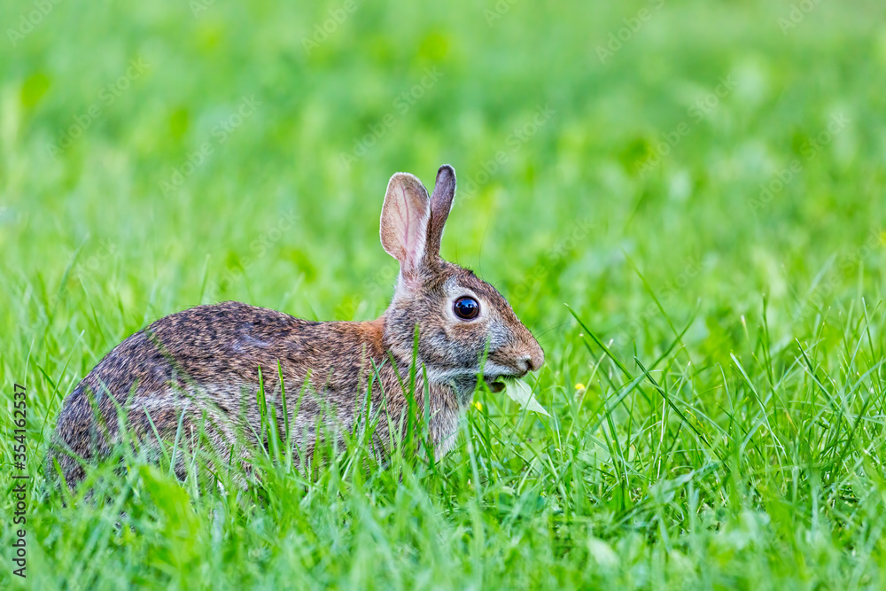 Fototapeta premium An Eastern Cottontail Rabbit feeding on grass
