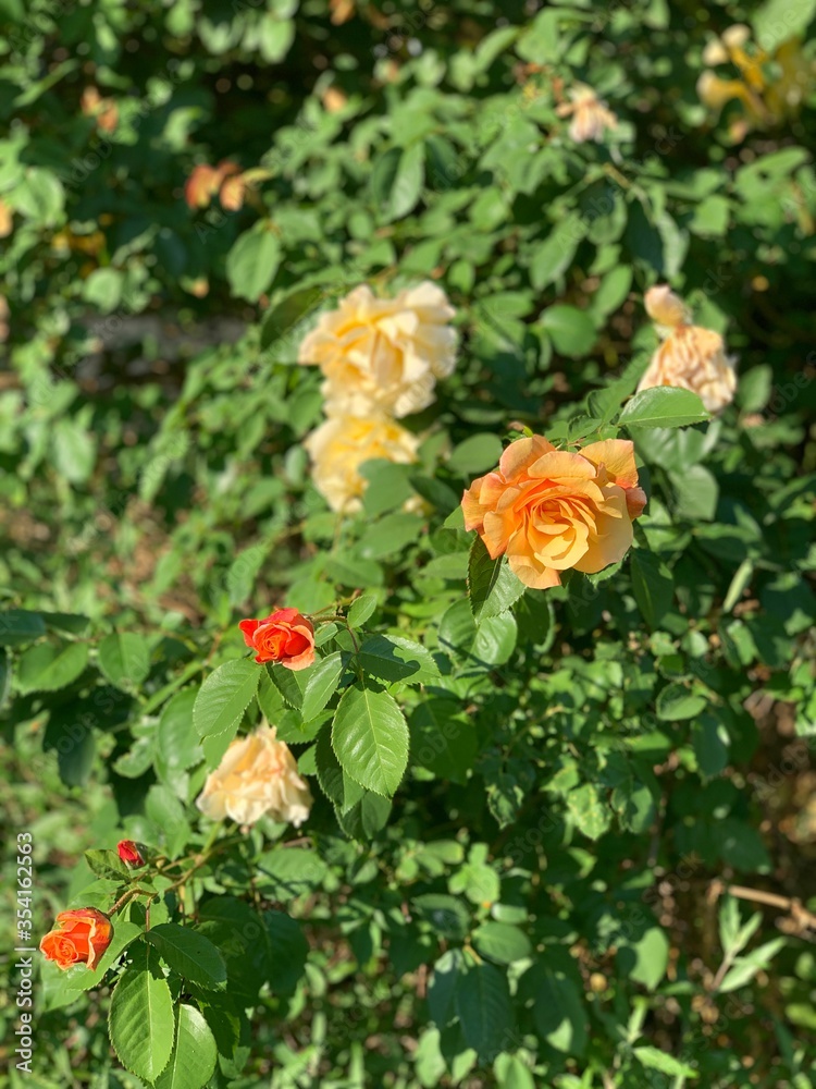 roses bush flowers orange yellow bloom blossom growing plants green nature spring summer sun sunshine