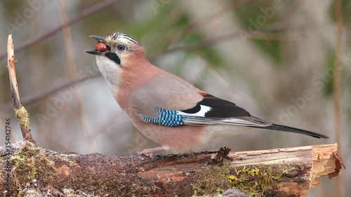 bird eurasian jay crow fetch nut try to swallow side view photo