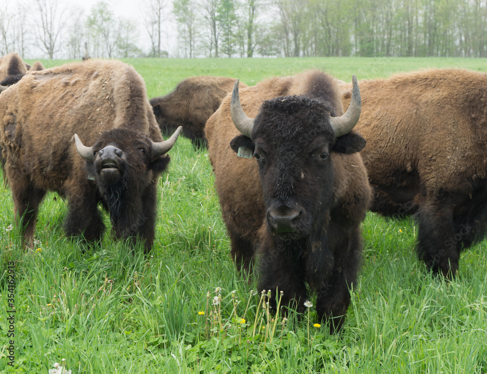 american bison grazing