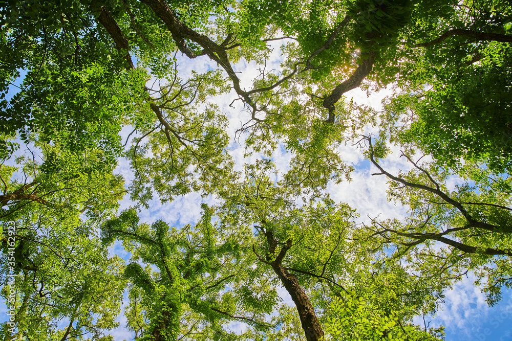 Fototapeta premium Ivy growing on trees in forest