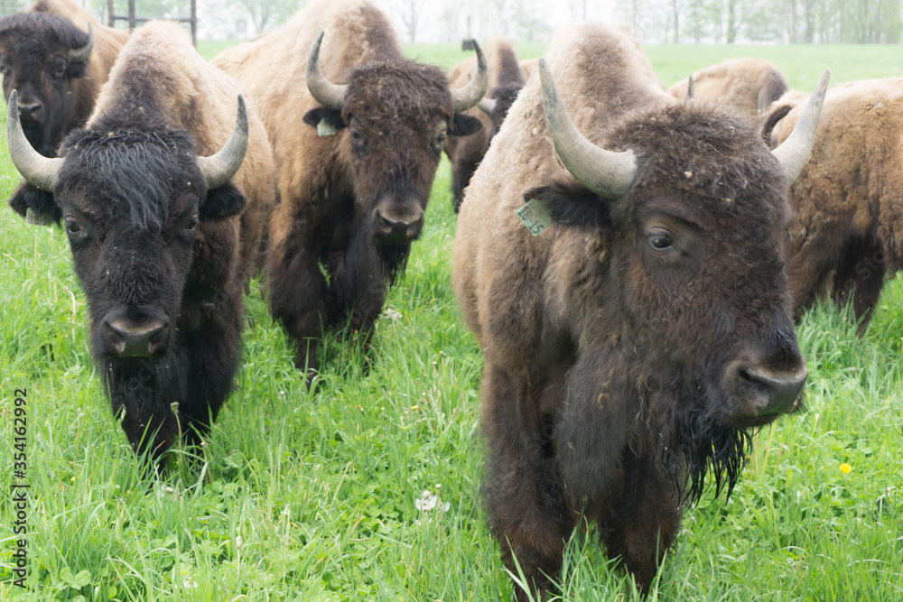 american bison grazing american bison grazing