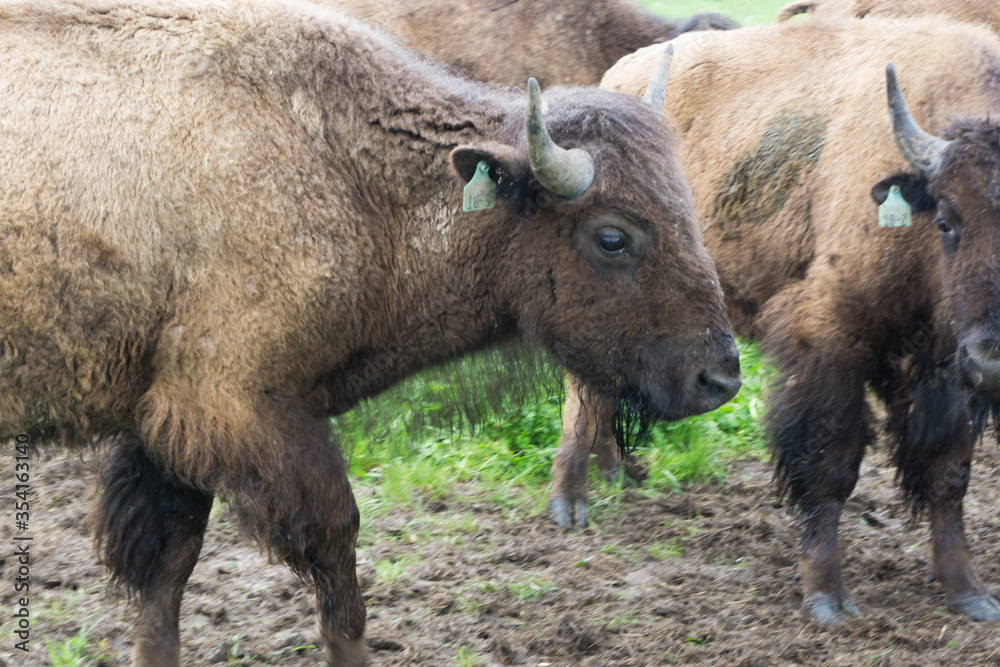 Fototapeta premium american bison grazing