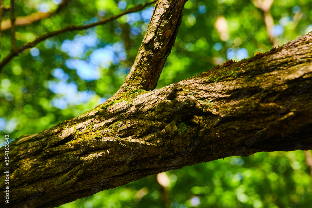 Bark Tree Trunk Detail Bark Tree Trunk Detail