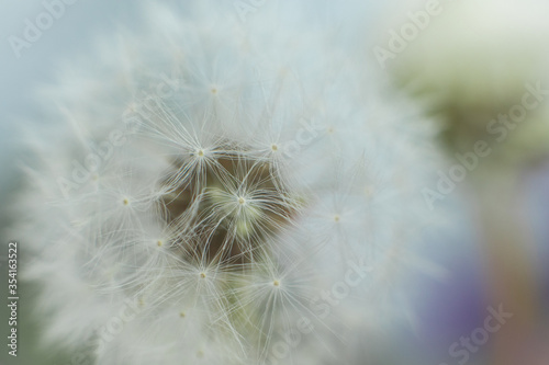 Macrophoto of dandelion umbrellas