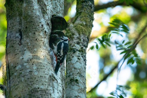 Woodpecker in Beautiful light Woodlands nature reserve in northern Europe, Sweden. 