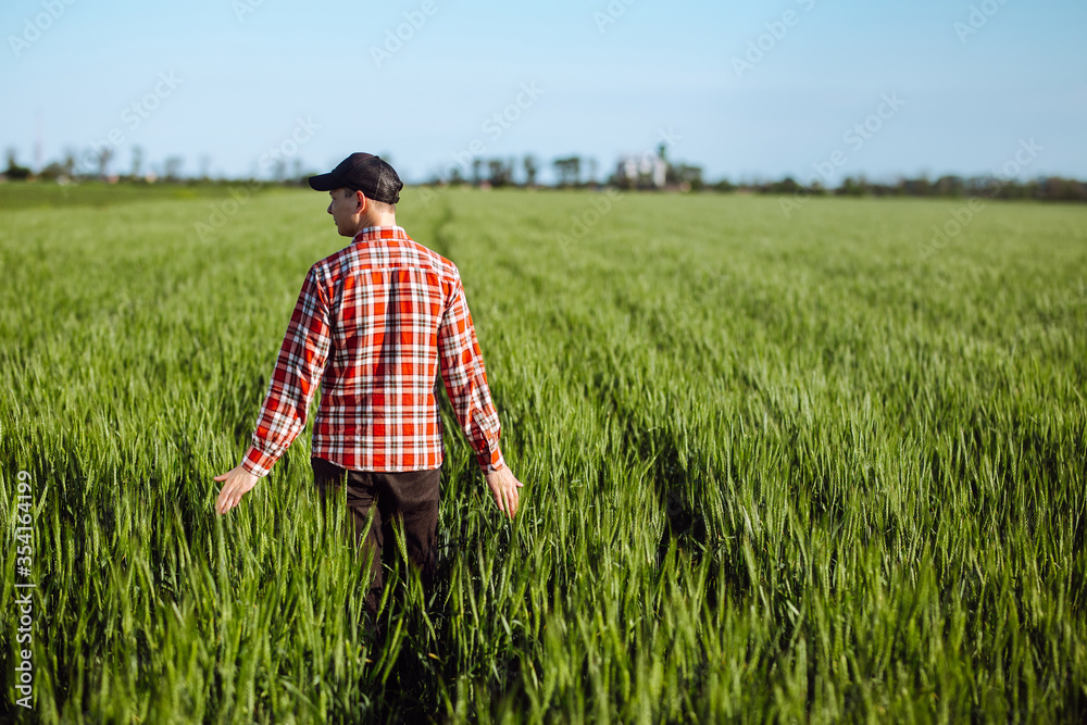 Male farmer walks in the green wheat field touching the young spikelets on the bright sunny summer day. Grain harvest grows. Agriculture and farm concept.