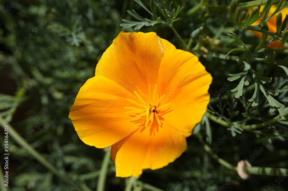 pavot de californie fleuri au jardin pavot de californie fleuri au jardin