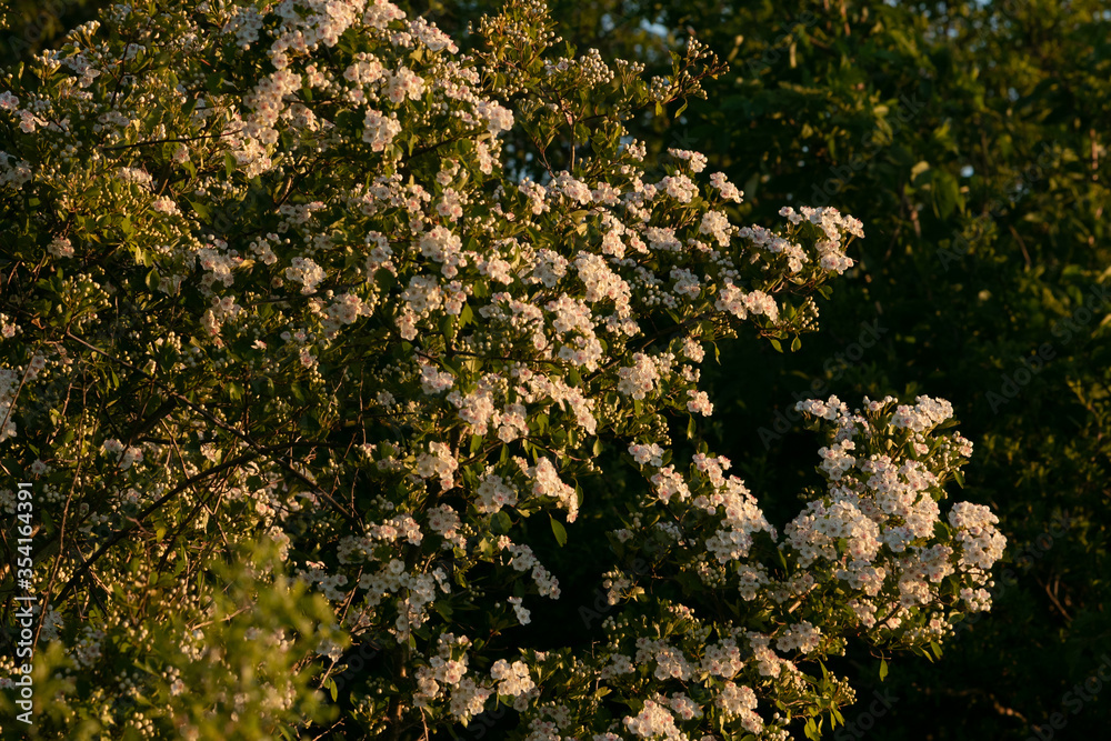 white flowering hawthorn bush in spring white flowering hawthorn bush in spring