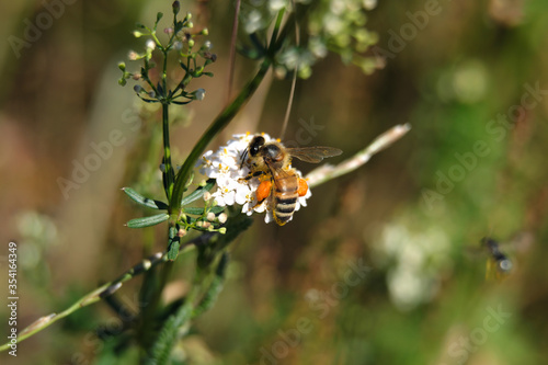 Bee on white blossom and blurred background - Stockphoto © Westwind