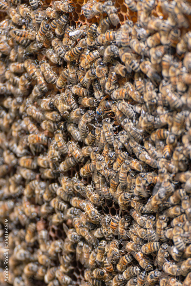 Close-up of working bees taking care of the queen bee, rearing young brood, storing honey and pollen in hexagonal cells. Carniolan honey bees seen on a honeycomb in an apiary on a sunny day in Italy. Close-up of working bees taking care of the queen bee, rearing young brood, storing honey and pollen in hexagonal cells. Carniolan honey bees seen on a honeycomb in an apiary on a sunny day in Italy.