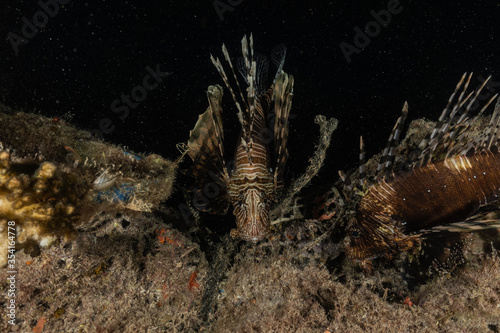 Lion fish in the Red Sea colorful fish, Eilat Israel  © yeshaya