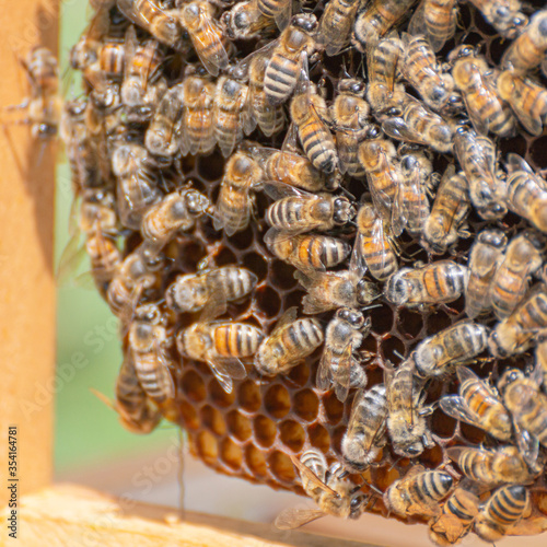 Close-up of working bees taking care of the honeycomb, rearing young brood, and storing honey and pollen in hexagonal cells. Carniolan honey bees seen in an apiary on a warm sunny day in Italy.