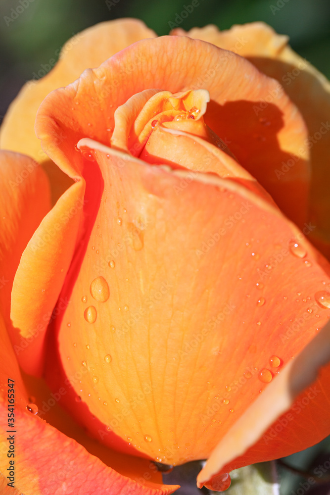 Drops of water on orange rose petals close-up. Drops of water on orange rose petals close-up.