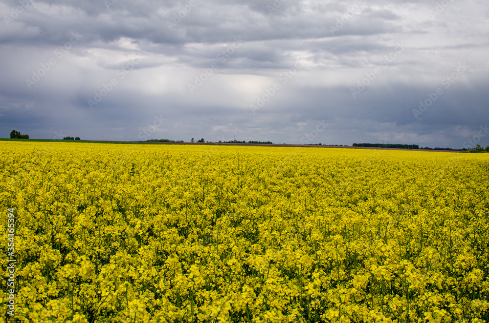 The field of rapeseed goes to the horizon where the forest begins. Ecological farming The field of rapeseed goes to the horizon where the forest begins. Ecological farming