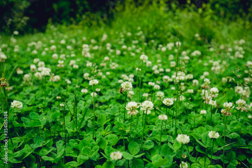Fototapeta Naklejka Na Ścianę i Meble -  A field of blooming white clover flowers