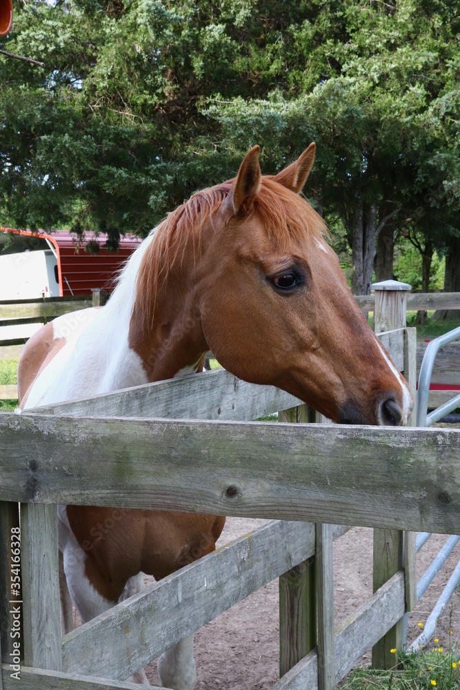 Fototapeta premium Horse Portrait