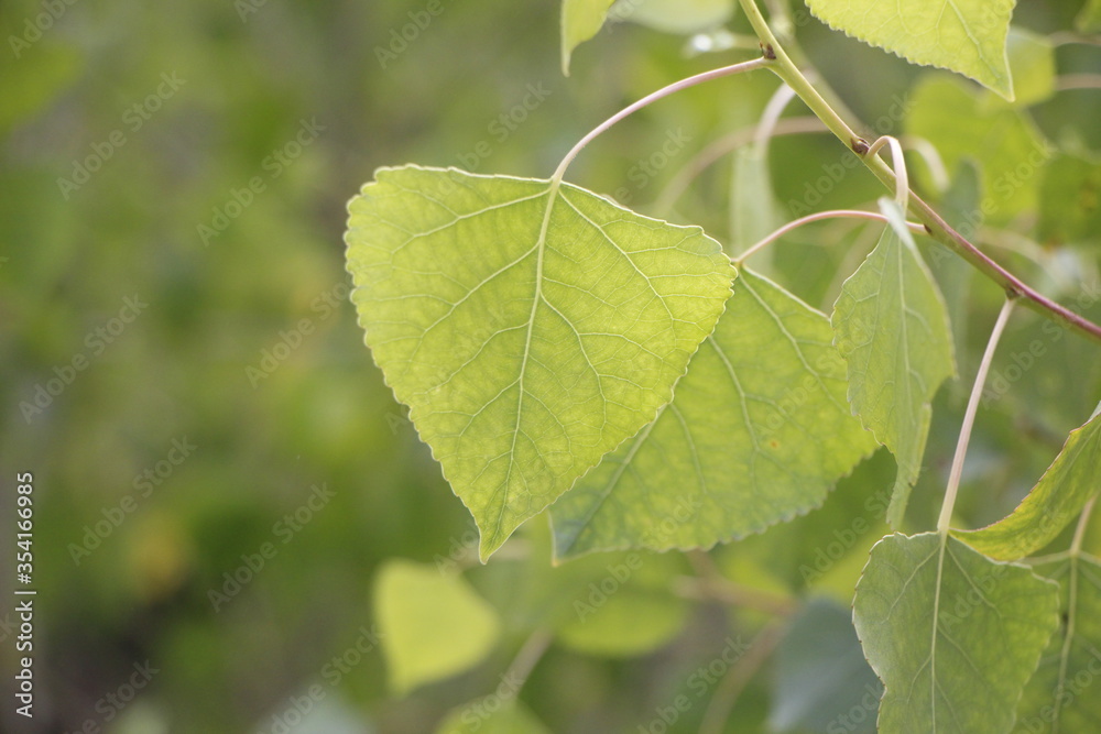 leaves of the Fremont Cottonwood tree leaves of the Fremont Cottonwood tree