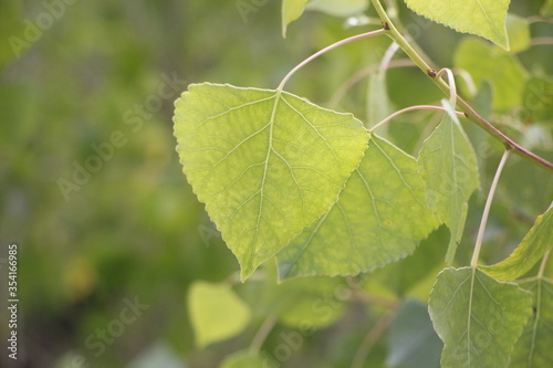 leaves of the Fremont Cottonwood tree photo