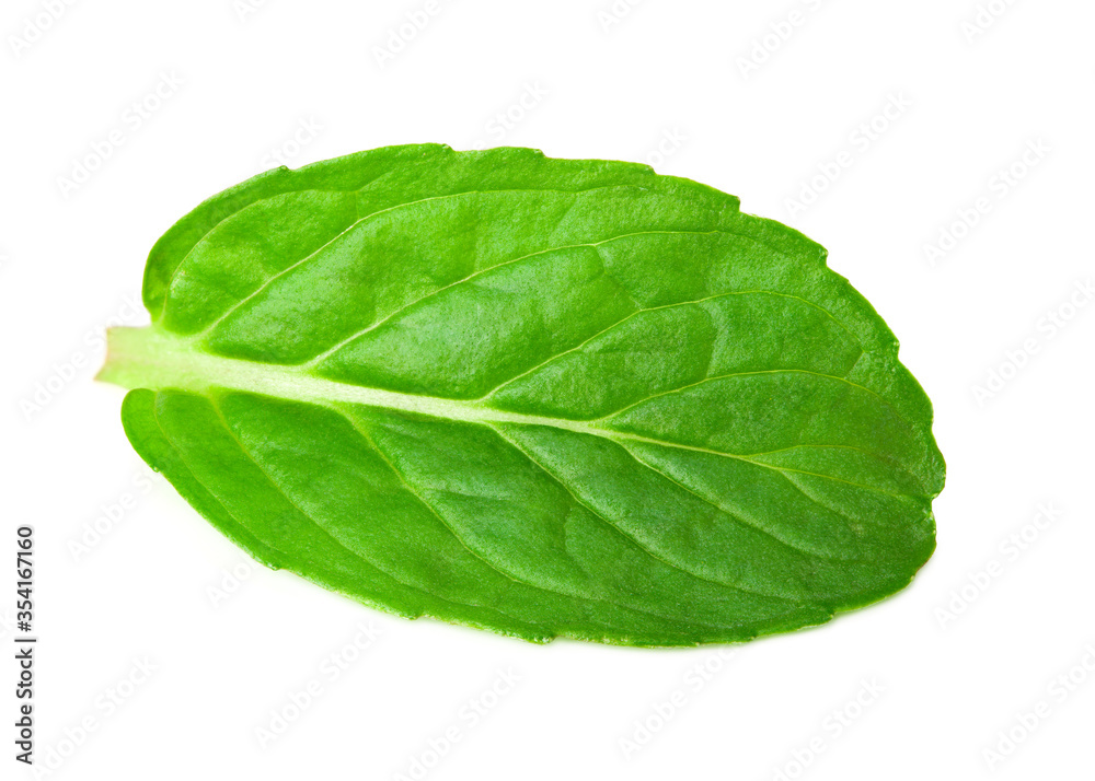 Fresh mint leaves isolated on white background Fresh mint leaves isolated on white background