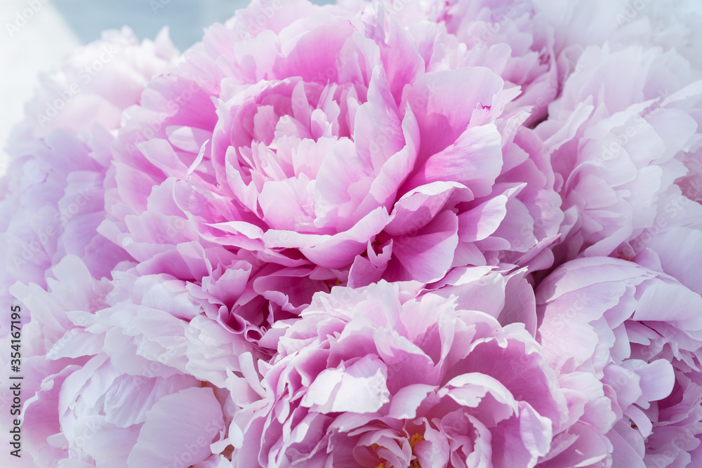 delicate pink peony bud in big bouquet.Light shines on petals. Celebration concept. Greeting card for birthday, valentines day, womans day, anniversary.