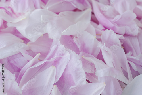 Close up image of pink gentle peony petals background. Romantic concept. Copyspace for text. Greetings for holidays. © Anna
